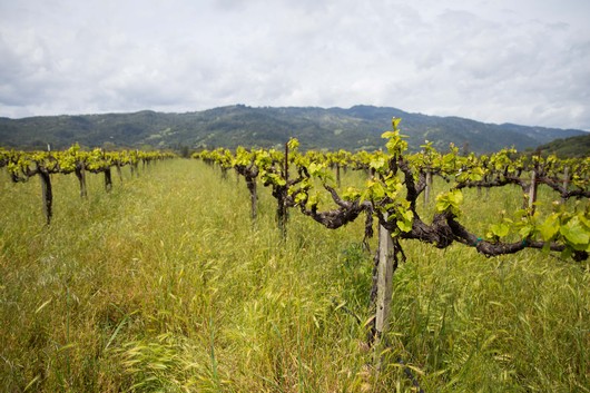 Girasole Vineyards Homepage